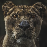 Аватарка львы