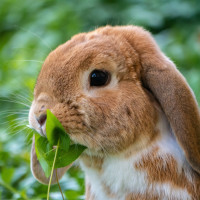 Авы Вконтакте с кроликами