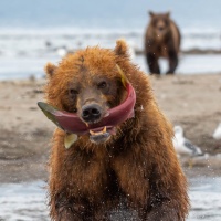 Картинка медведи