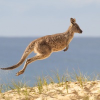 Фото с кенгуру