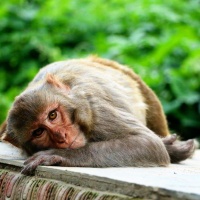 Картинка на аву обезьяны