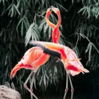 Картинка фламинго