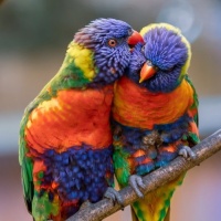 Фотогрфии с попугаями