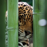 Аватарка леопарды