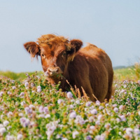 Картинка на аву коровы