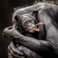 Фото с обезьянами