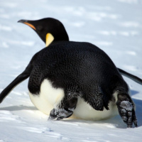 Аватар пингвины