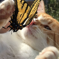 Фото с бабочками