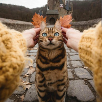 Авы Вконтакте с котами