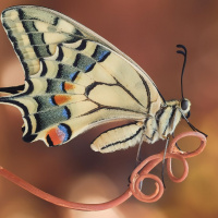 Фотки с бабочками