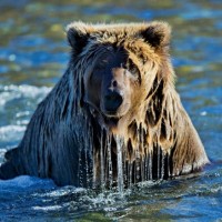 Медведь со стекающей с шерсти струями воды