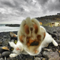 Кот тычет лапой в камеру, лёжа на камнях на берегу
