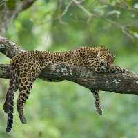 Леопард спит в безопасности на горизонтальном стволе дерева