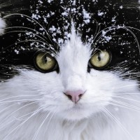 Авы Вконтакте с котами