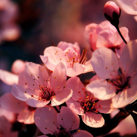 Розовые цветы вишни в мягком солнечном свете