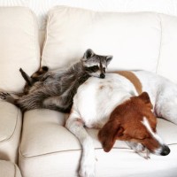 Енот лежит на спящей на кресле собаке