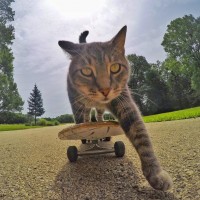 Полосатый кот на скейтборде отталкивается лапами от земли