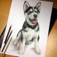 Профессиональный карандашный рисунок щенка хаски в ошейнике.