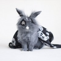 Серый кролик-пират с повязкой на глазу и банданой на спине