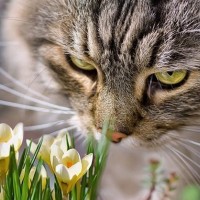 Кот с недовольным видом нюхает цветочки и траву