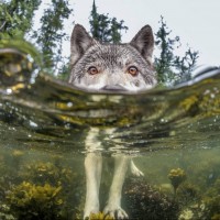 Фото волка, который смотрит на что-то интересное в воде