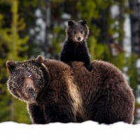 Медвежонок катается на спине своей мамы, чтобы не ходить по снегу