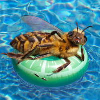 Фотки с пчёлами
