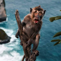 Авы Вконтакте с обезьянами