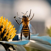 Картинка на аву пчёлы