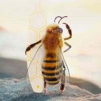 Аватар пчёлы