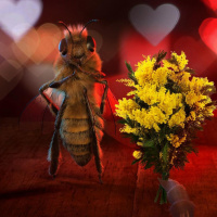 Фото с пчёлами