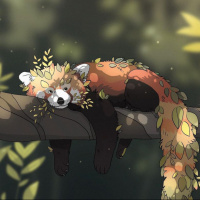 Аватарка красные панды