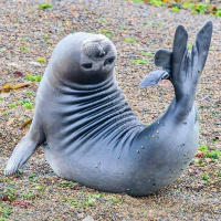 Seals avatars