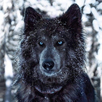 Авы Вконтакте с волками