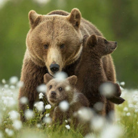 Фотогрфии с медведями
