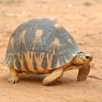 Картинка на аву черепахи