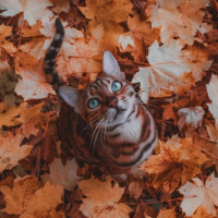 Аватарка листья