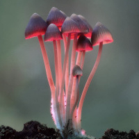 Фотогрфии с грибами