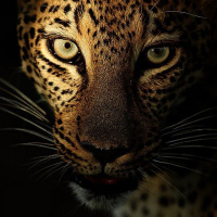 Фото с леопардами