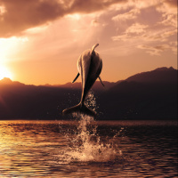 Картинка дельфины