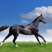 Картинки с лошадьми