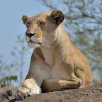 Аватар для ВК с львами