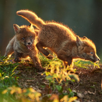 Скачать авы лисы