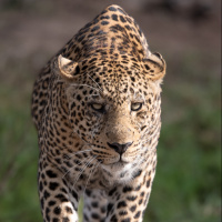 Картинка на аву леопарды