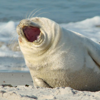 Аватар для ВК с тюленями