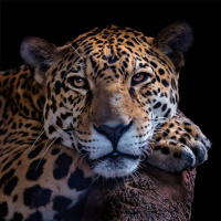 Картинка леопарды