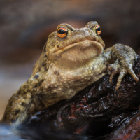 Аватар для ВК с жабами