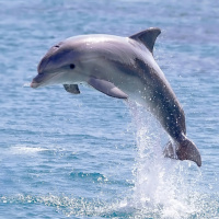 Фотогрфии с дельфинами