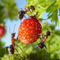 Картинка на аву муравьи