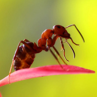 Аватар муравьи